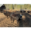 Image 15 : Alan Fridlington - 730# May Delivery Heifers - 162 Head (Kersley, BC)