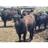 Image 10 : Lone Star Cattle Co. - 980# June Delivery Heifers - 260 Head (Strathmore, AB)