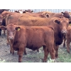 Image 5 : Ben Penner - 700# October Delivery Steer Calves - 50 Head (Purple Springs, AB)