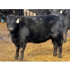 Image 8 : Leon Torkelson - 30 Black Replacement Heifers (Millicent, AB)