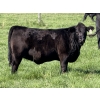 Image 2 : Leedale Farming - 700# September Delivery Heifer Calves - 85 Head (Eckville, AB)