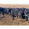 Image 4 : Wade Fewings - 650# March/April Delivery Steers - 71 Head (Pierson, MB) VBP+