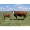 Image 8 : Mashon Ranches - 675# October Delivery Steer Calves - 90 Head (Homestead Coulee, AB)