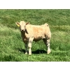 Image 13 : MacMillan Farming Co. - 575# July Delivery Steer Calves - 210 Head (Cayley, AB) VBP+