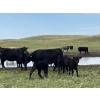 Image 10 : Black Diamond Agro - 490# October Delivery Steer Calves - 115 Head (Fiske, SK)