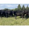 Image 3 : Carlyle Cattle Company - 1000# September Grass Steers - 48 Head (Blackfalds, AB)