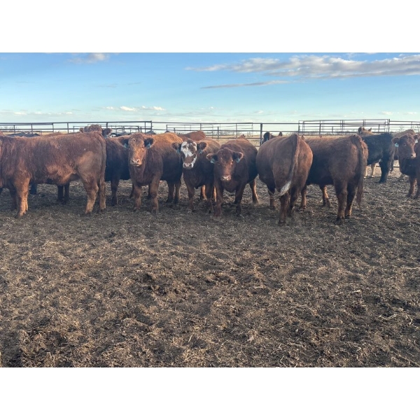 Spruceville Cattle Co. - 175 Angus & Angus/Simm X Heifers
