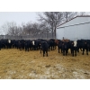 Image 1 : 7L Ranch - 755# March Delivery Steers - 79 Head (Lakeland, MB) VBP+
