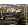 Image 2 : Douglas Lake Cattle Co. - 635# October Delivery Steer Calves - 190 Head (Alkali Lake, BC) VBP+