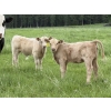 Image 2 : Eagle Creek Ranching Ltd. - 600# October Delivery Heifer Calves - 60 Head (Sundre, AB)