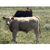 Image 6 : MacMillan Farming Co. - 630# September Delivery Steer Calves - 96 Head (Cayley, AB) VBP+