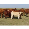 Image 7 : Thackeray Land & Cattle Inc. - 580# November Delivery Steer Calves - 80 Head (Goodwater, SK)