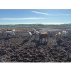 Image 4 : 6U Cattle Company - 900# June Delivery Heifers - 70 Head (Manning, AB) VBP+