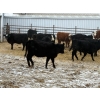 Image 7 : The Y Cattle Co. Ltd. - 650# March Delivery Heifers - 61 Head (Crossfield, AB)