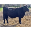 Image 9 : JR Cattle Company Ltd. - 26 Black Angus X April/May Calving Bred Heifers (Fort Macleod, AB)