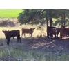 Image 3 : Rusty Toews - 575# November Delivery Steer Calves - 75 Head (Kersley, BC)