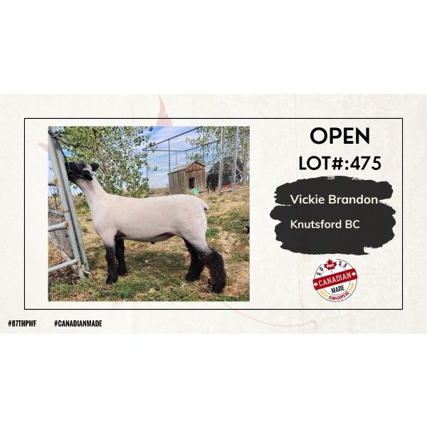 Open Sheep Carcass - Vickie Brandon - Knutsford, BC