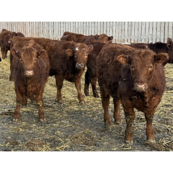 Thorsteinson Land & Livestock Ltd. - 865# January Delivery Steers - 63 Head (Foam Lake, SK) VBP+