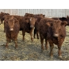 Image 1 : Thorsteinson Land & Livestock Ltd. - 865# January Delivery Steers - 63 Head (Foam Lake, SK) VBP+