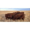 Image 2 : Clayton Sehn - 34 Red Heifers