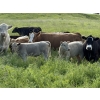 Image 2 : Jason & Emil Kure - 670# October Delivery Steer Calves - 90 Head (Bowden, AB)