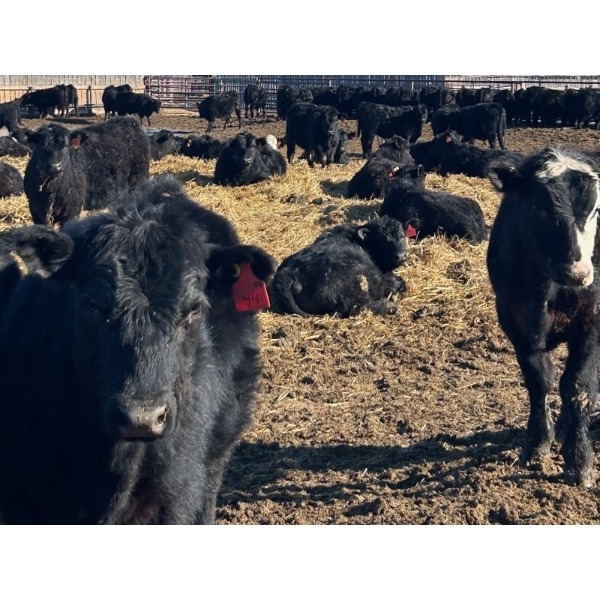 K & D Farms - 725# Steers - 126 Head (Viking, AB)