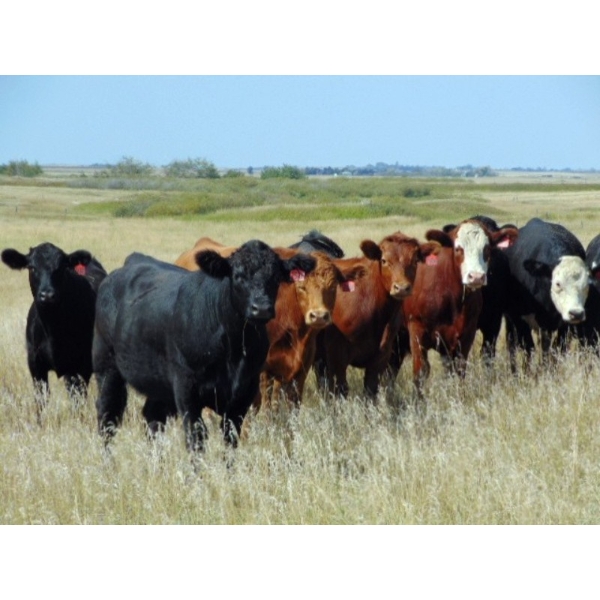 Riverbend Ranch - 1000# September Delivery Grass Steers - 238 Head (Coronation, AB)