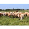 Image 2 : Wayne & Logan Lytwyn - 645# Oct/Nov Delivery Steer Calves - 190 Head (Winnipegosis, MB)