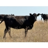 Image 7 : Rafter C Ranch Ltd. - 850# October Delivery Grass Heifers - 68 Head (Lafleche, SK)
