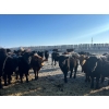 Image 4 : Tee Two Land & Cattle Co. - 675# March Delivery Steers - 82 Head (Kelliher, SK) VBP+