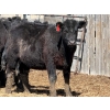 Image 5 : 9X Enterprises - 25 Black Angus X Replacement Heifers (Millicent, AB)