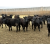 Image 4 : Hegedys Ranching - 975# April Delivery Steers - 170 Head (Acme, AB)