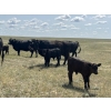 Image 6 : Dar-Lin Ranching - 460# November Delivery Steer Calves - 110 Head (Big Stone, AB)
