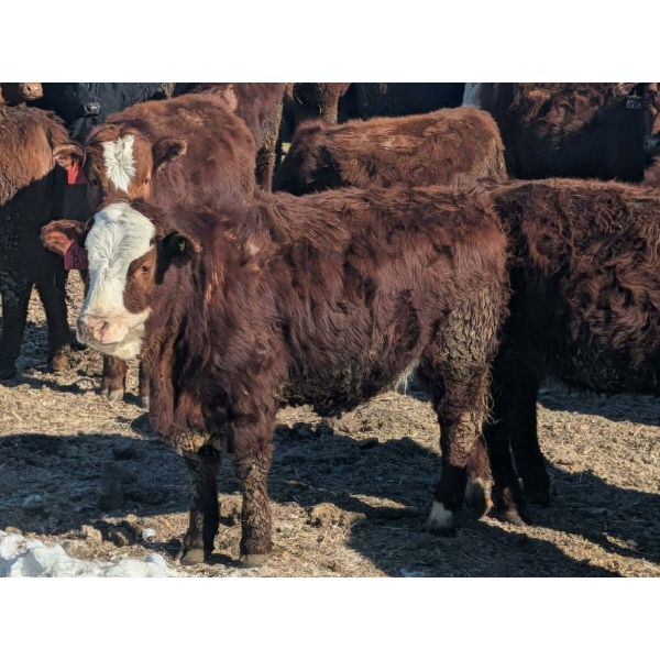 Jeff MacMillan - 50 November Delivery Simm X March/April Calving Bred Heifers (Marquette, MB)