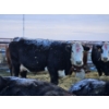 Image 5 : YV Ranch - 2 BWF Cows (Pen 515)