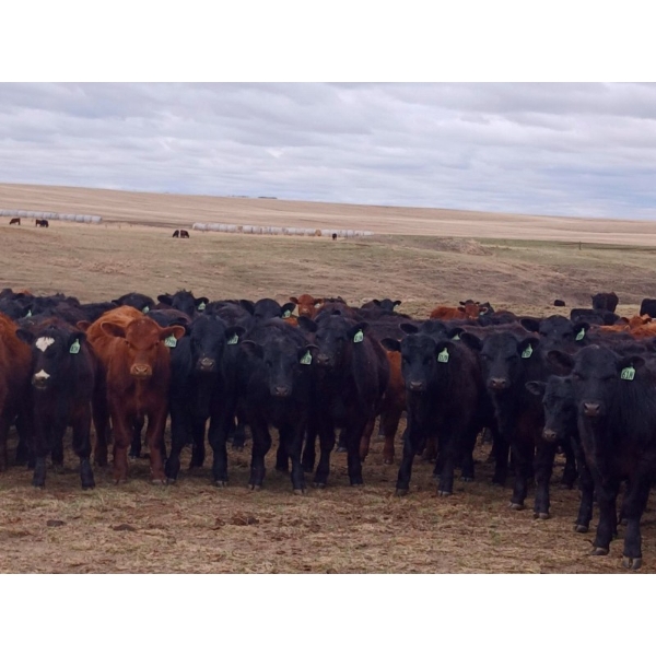 JT Cholin Farms - 925# September Delivery Grass Steers - 65 Head (Biggar, SK)