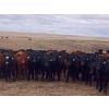 Image 1 : JT Cholin Farms - 925# September Delivery Grass Steers - 65 Head (Biggar, SK)