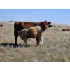 Image 6 : Johnston Ranches - 615# October Delivery Heifer Calves - 75 Head (Hanna, AB)
