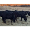 Image 5 : Delko & Sons & Lazy H Ranch - 10 Black Angus X February/March Calving Bred Heifers (Entwistle, AB)