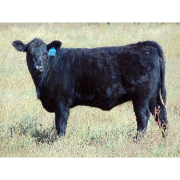 Deschamps Bros. - 460# November Delivery Heifer Calves - 45 Head (Patricia, AB)