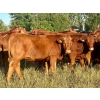 Image 2 : Valley View Ranch - 945# September Delivery Grass Heifers - 58 Head (Strathmore, AB)
