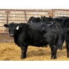 Image 9 : Leon Torkelson - 30 Black Replacement Heifers (Millicent, AB)