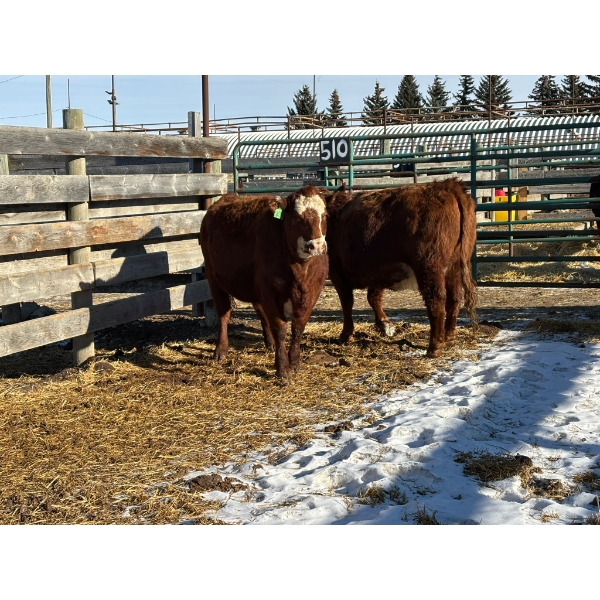 Fox Cattle Co. - 2 Bred Heifers (Pen 510)