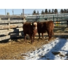 Image 1 : Fox Cattle Co. - 2 Bred Heifers (Pen 510)
