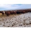 Image 4 : Raymond Land & Cattle - 910# March Weaned Steers - 138 Head (Hazenmore, SK)