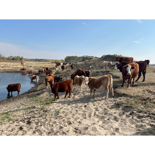 Riley & Roxanne Braun - 525# November Delivery Heifer Calves - 80 Head (Rosetown, SK) VBP+