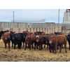 Image 2 : M.S. MacLean Livestock - 920# March Delivery Steers - 100 Head (Coaldale, AB)