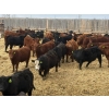 Image 5 : Van Hall Cattle Co. - 1000# April Delivery Steers - 180 Head (Scandia, AB)