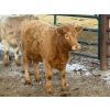 Image 14 : Copperfield Farming - 730# February Delivery Heifers - 120 Head (Vauxhall, AB)