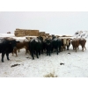 Image 15 : Merrick Campbell Herd Dispersal - 44 4 & 5 Year-Old Bred Cows (Calahoo, AB) VBP+